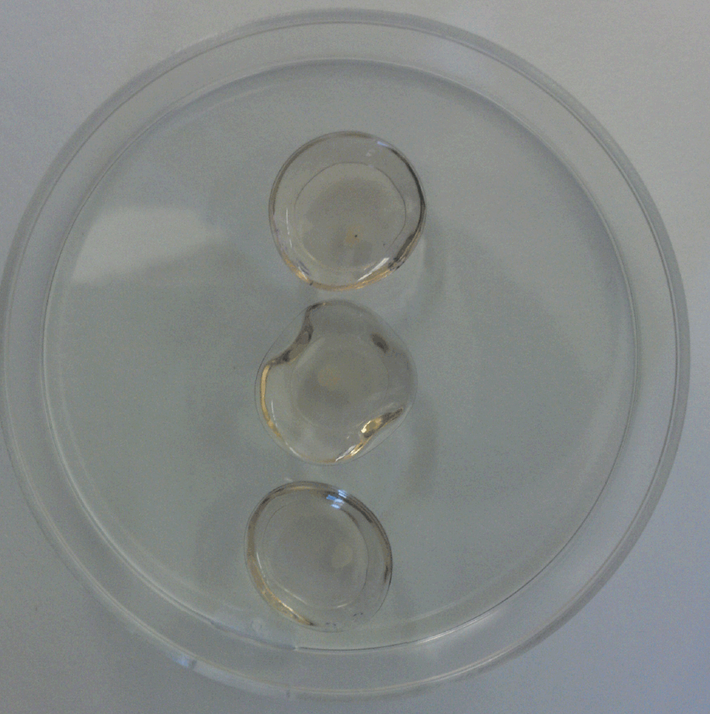 cd2b8b63-e0aa-41c0-9807-fa25bfe76955_figure2.gif