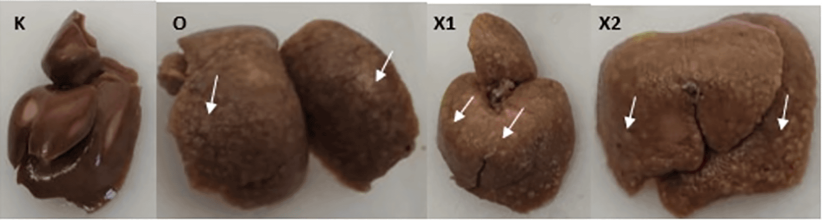 2a6f4ecb-4592-48f4-92d9-d125590032c8_figure2.gif