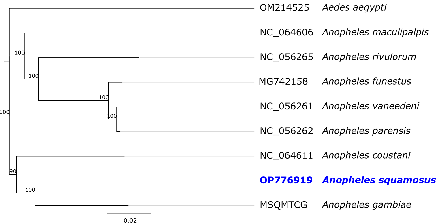 The first genome sequence of Anopheles squamous