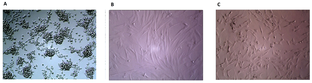 8d99ddf1-bd0a-4058-a3ab-d04ec0167f47_figure1.gif