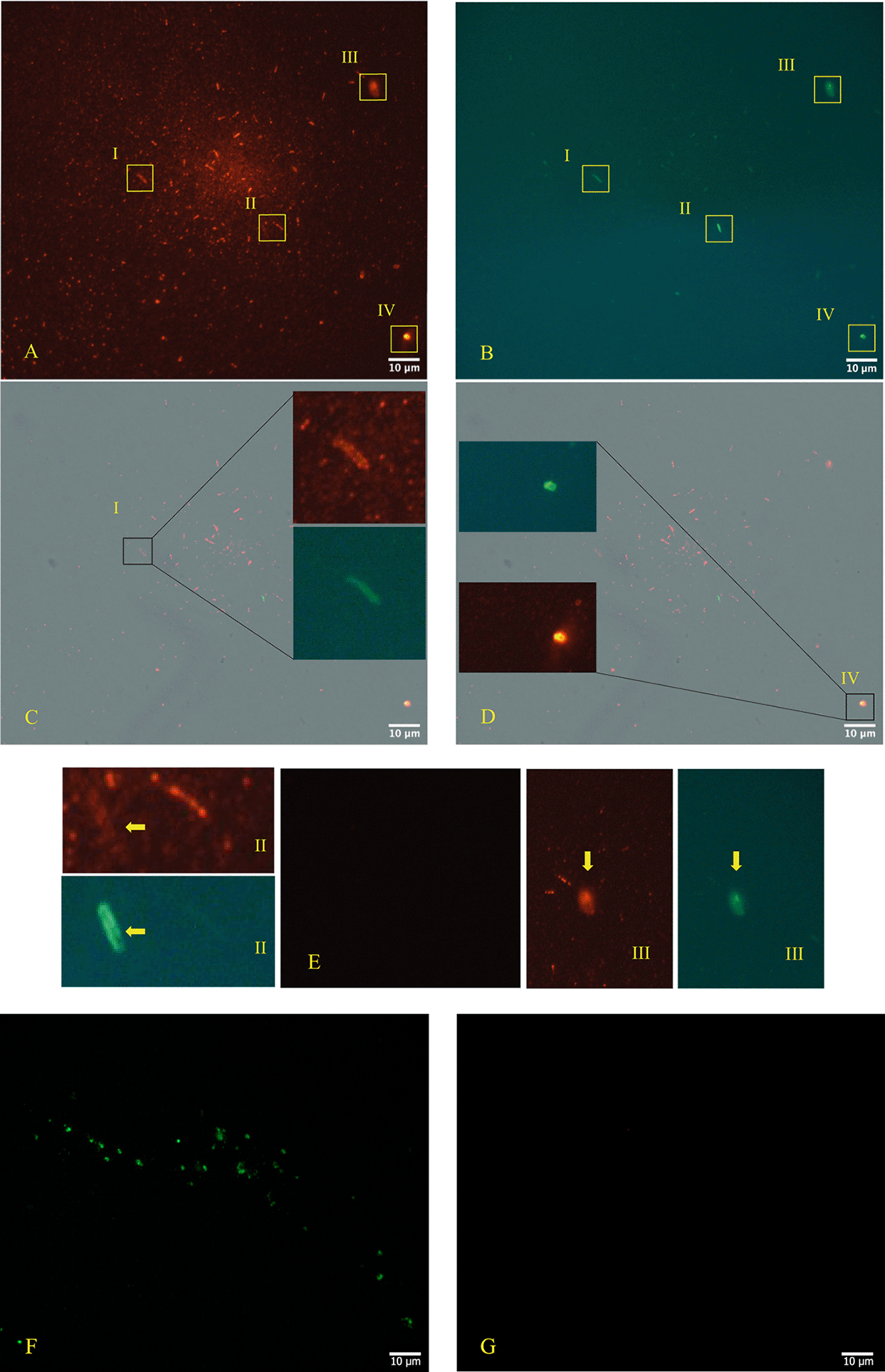 j  39サイズ A genome-wide base-editing screen uncovers a pivotal role of