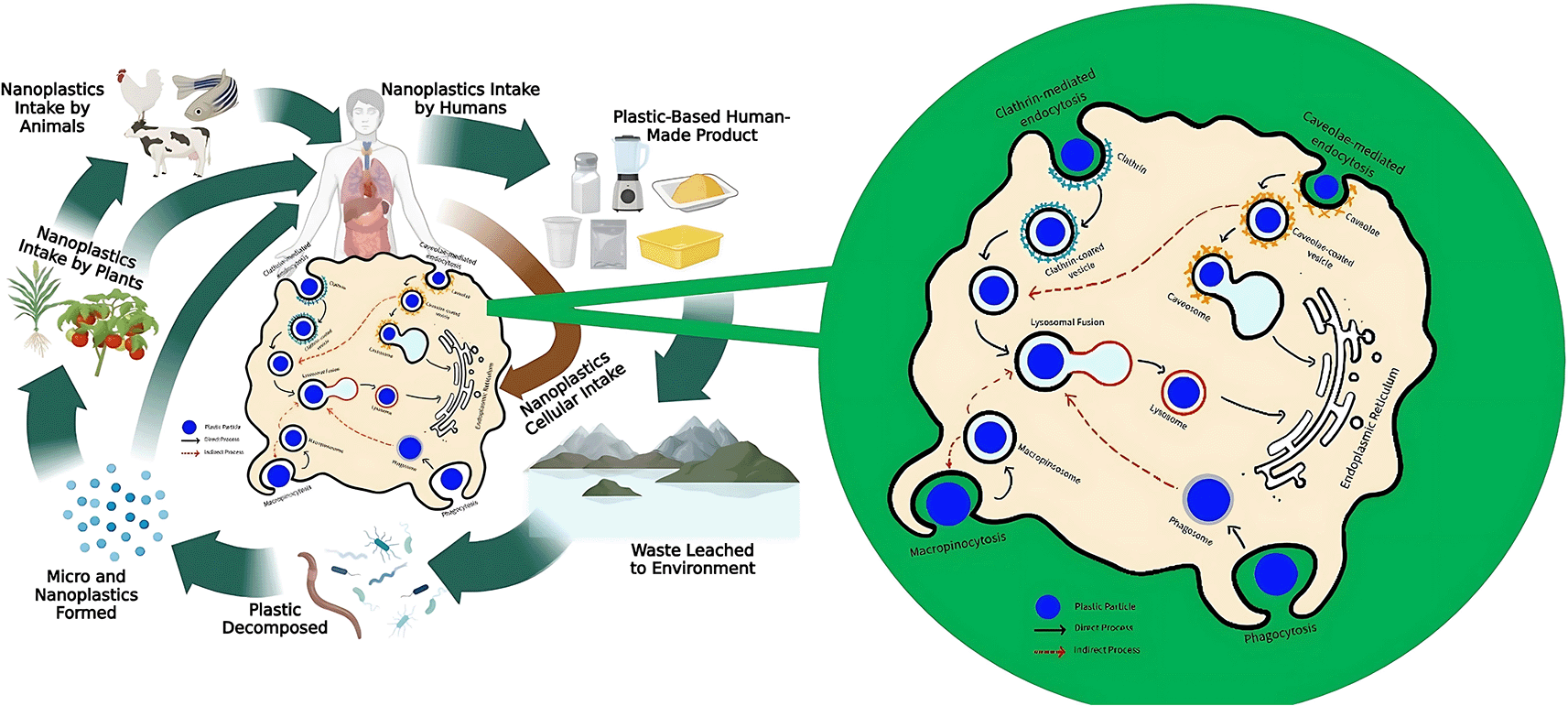 Assessing toxicological risk of nanoplastics | F1000Research