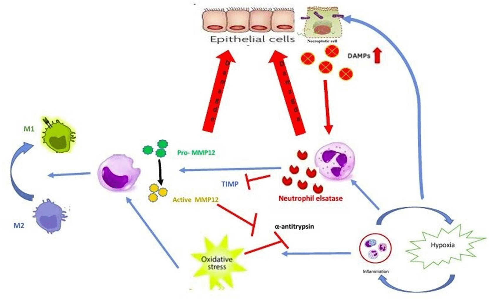 Shape Figure Matrix Pattern How Innate Immune Mechanisms Contribute to the... | F1000Research
