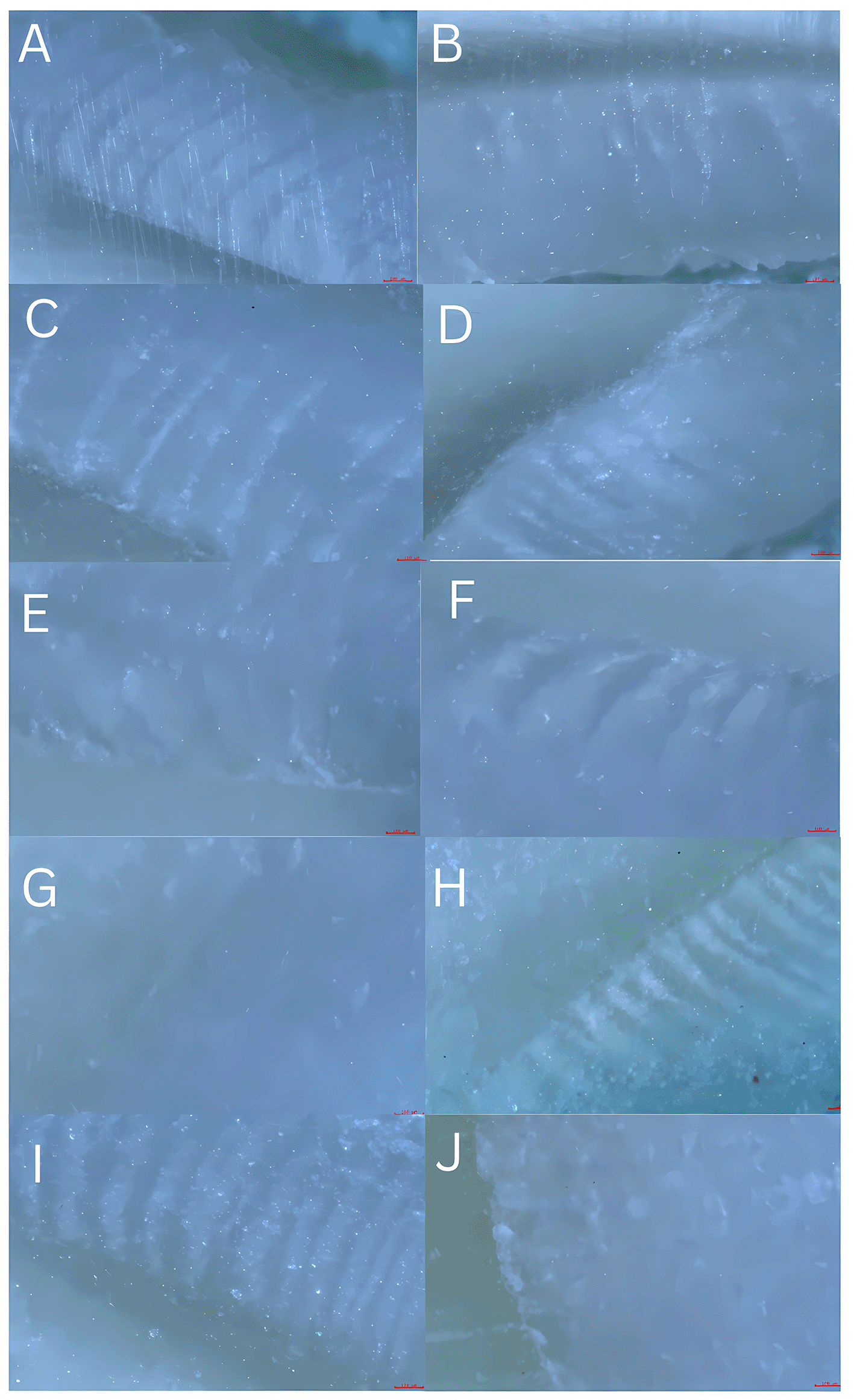 e5c18e67-154a-4a3f-8827-3e6971b19357_figure2.gif