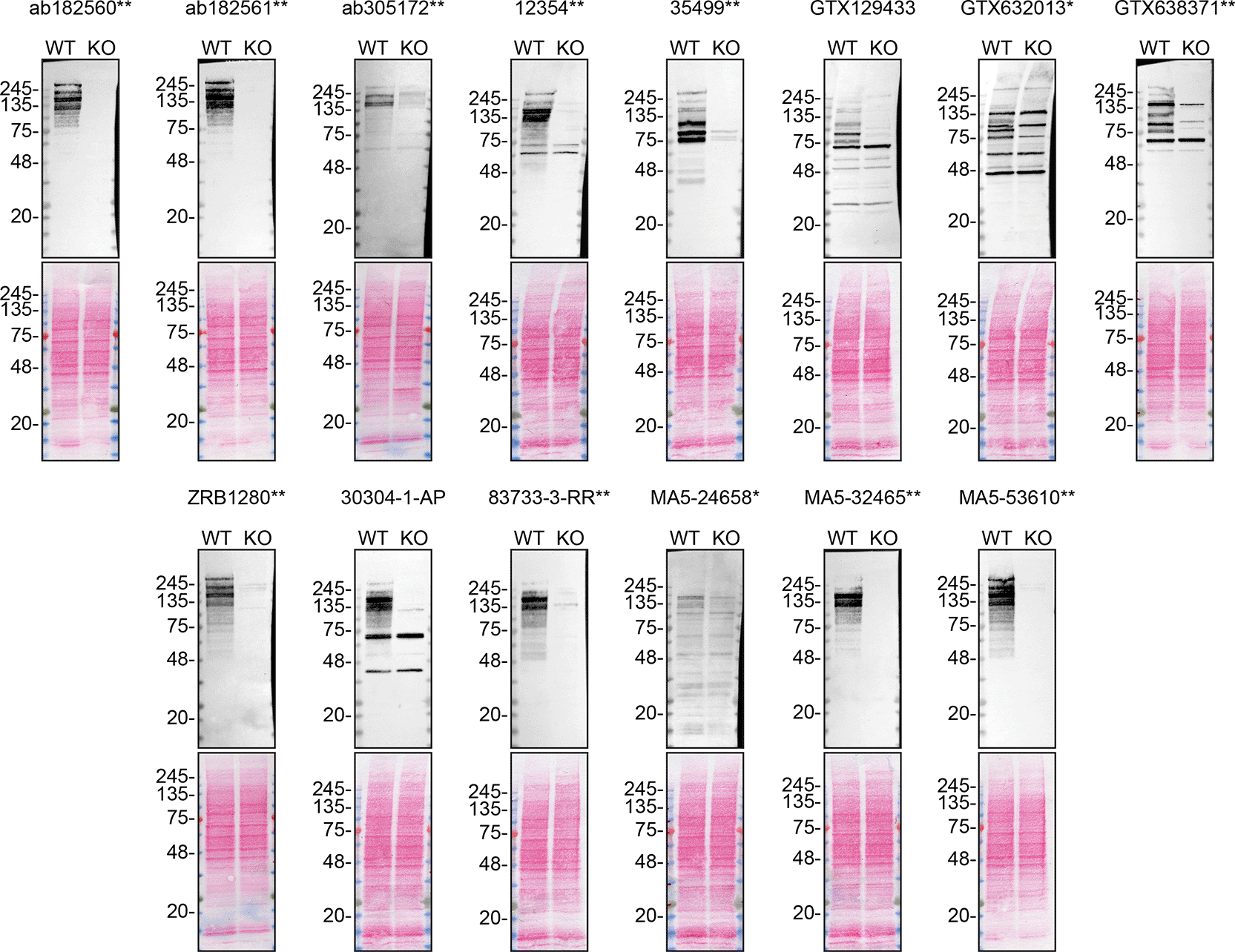 f75ceca2-77ee-491a-ac5f-36f0ebefa83b_figure1.gif