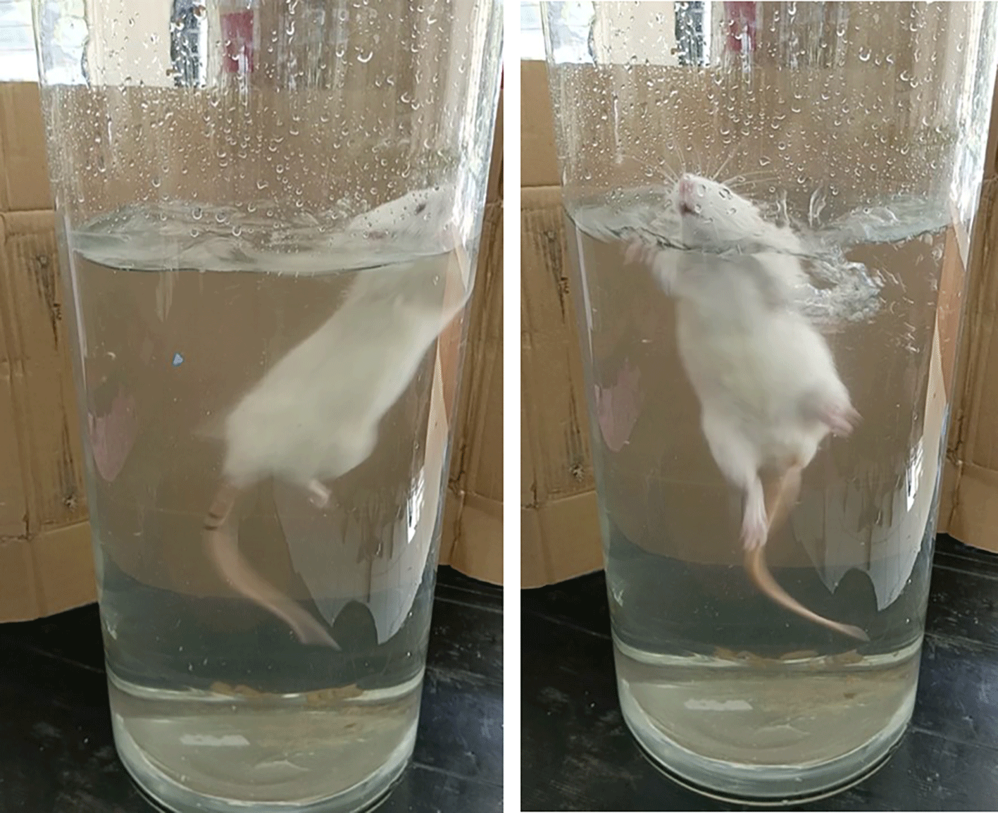 24894a24-1667-4c3e-9d9c-ec67d8271aec_figure3.gif