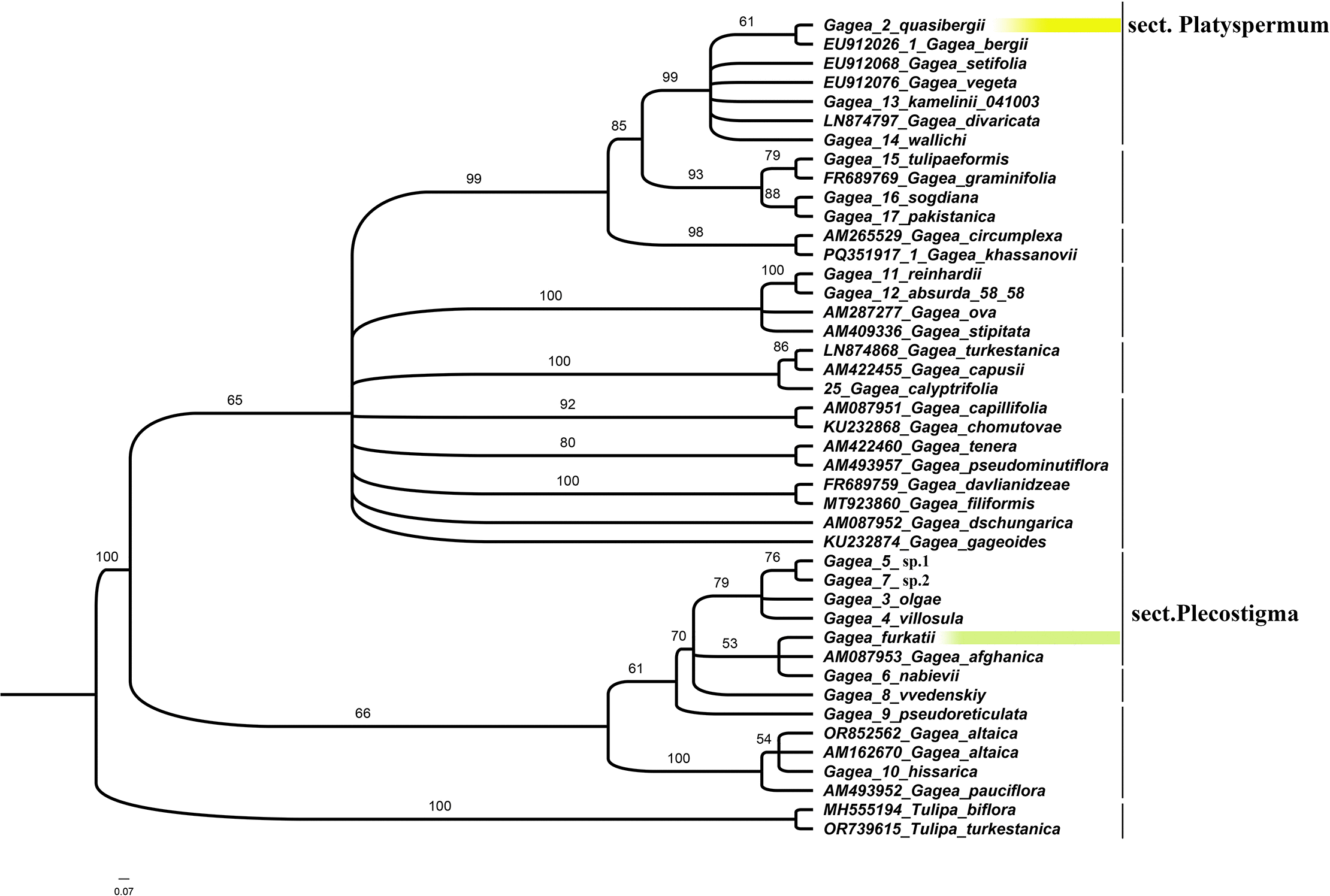 Integrative taxonomy reveals two new species of... | F1000Research