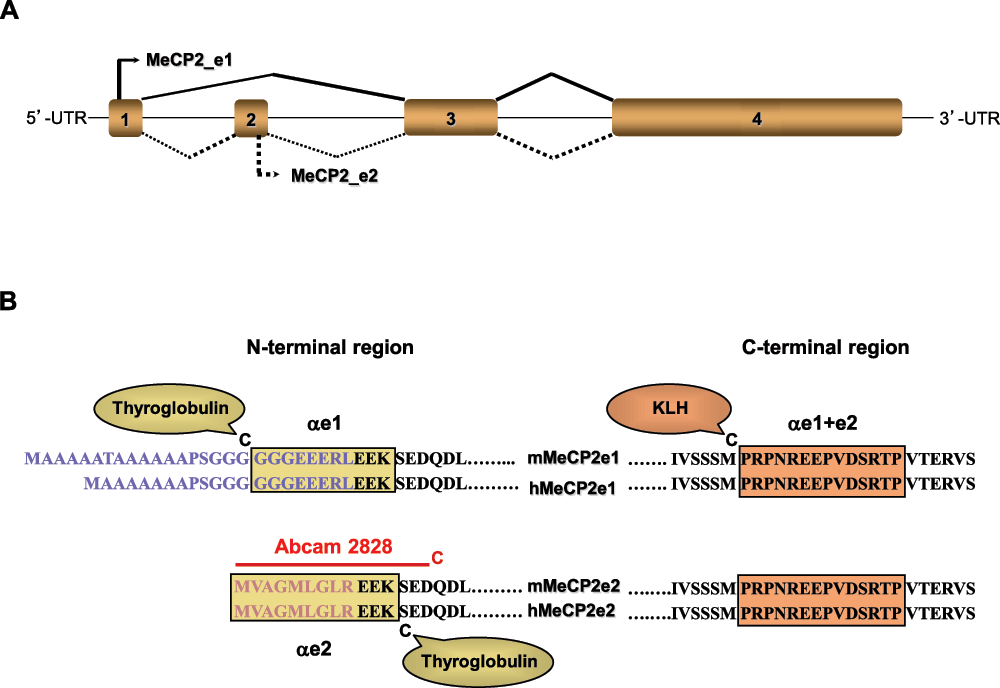 998fc982-49db-4fef-b0d9-64ef5c88a8e7_figure1.gif