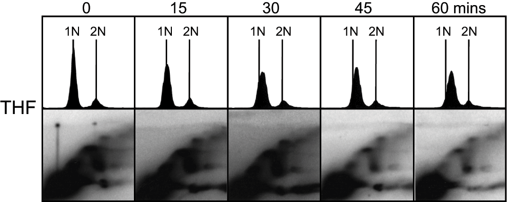 5c3635cf-6e33-4caf-a9a0-e33bf29365cf_figure8.gif