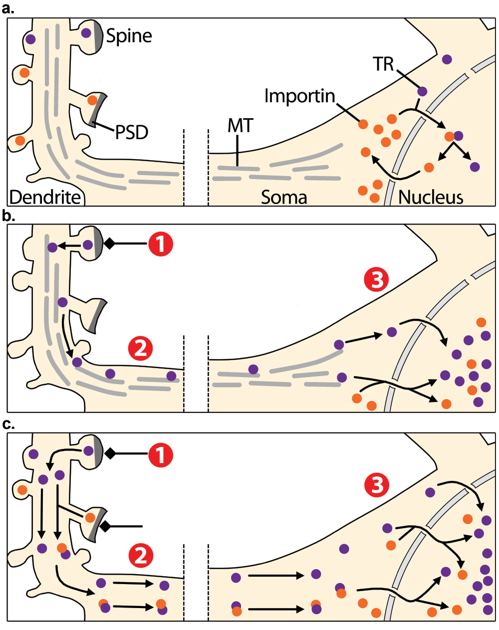 44b2ea32-a39e-42a7-b321-c4cda4ec3ac6_figure1.gif