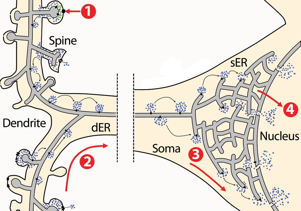 44b2ea32-a39e-42a7-b321-c4cda4ec3ac6_figure2.gif