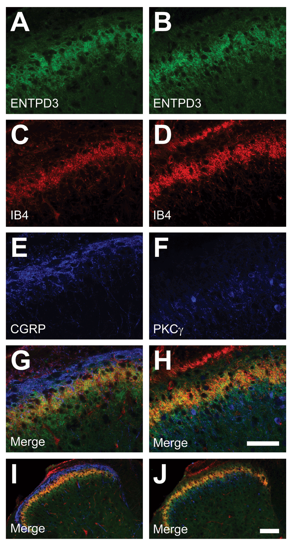 cc649674-9485-4933-9db1-2f7126ee7400_figure3.gif