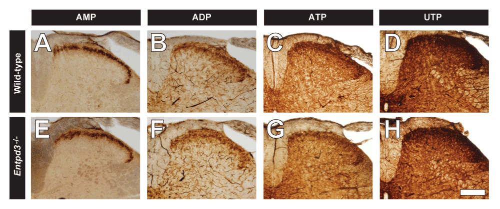 cc649674-9485-4933-9db1-2f7126ee7400_figure8.gif