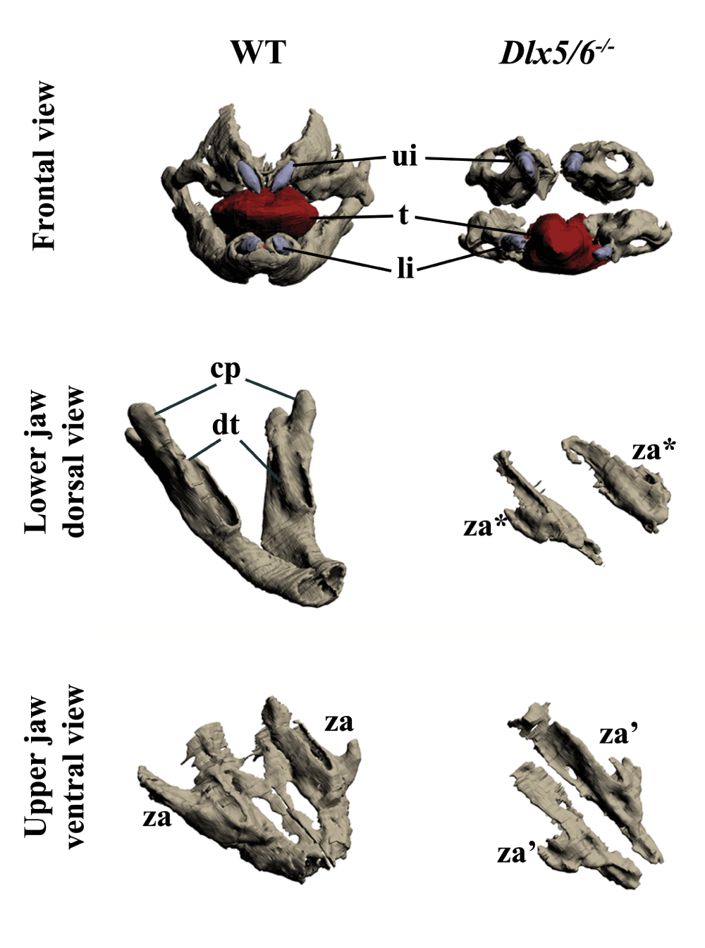 b3bd887f-8ce5-4d36-8a6d-6c2d434d62fa_figure1.gif