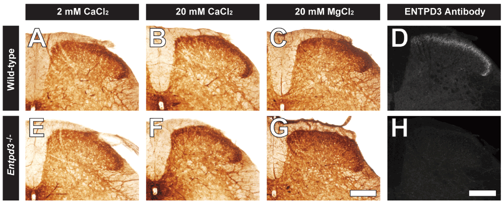 10db1218-dcb9-4b30-bc2a-6356e5e46b19_figure9.gif
