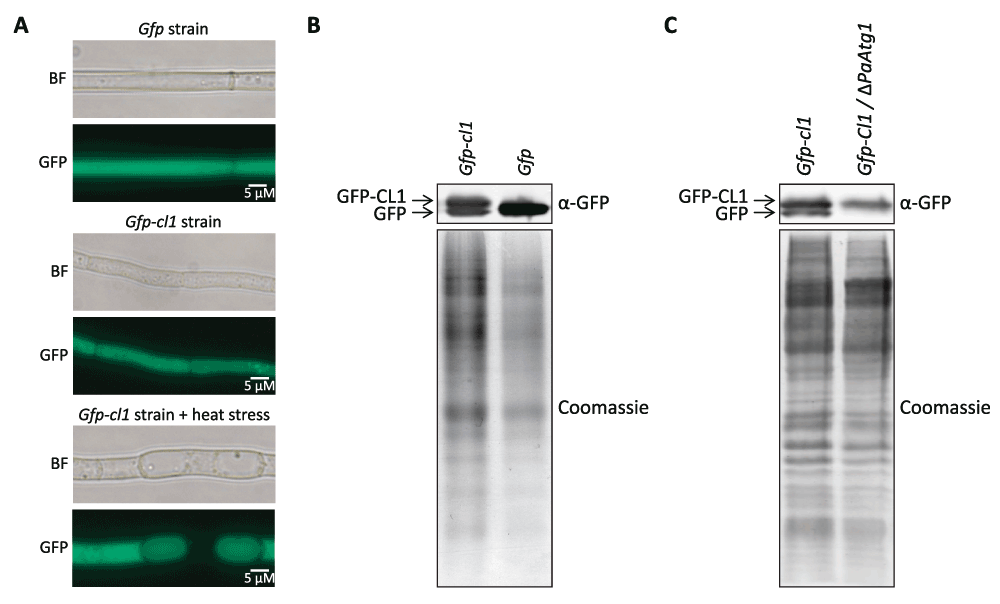 34a95ef7-644a-4208-992c-cba222c21428_figure3.gif